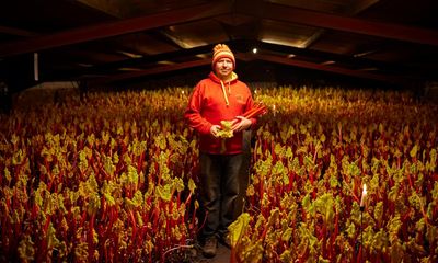 Tickled pink: rhubarb growers see explosion in demand for Yorkshire crop