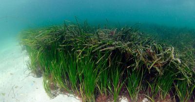 Project to restore 'vital' seagrass around Scotland launches