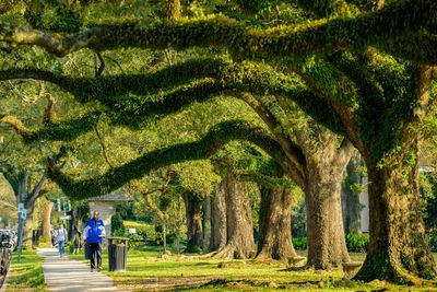 Donald Trump anti-DEI push strips communities of $75 million to plant much-needed trees