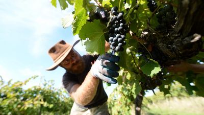 White wine tipped a 2025 standout, despite hard season