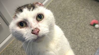 A stray cat with amputated ears receives a ‘second chance at life’