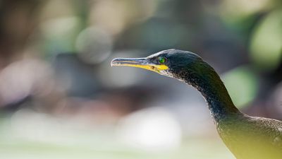 "This one lens is the perfect choice for my wildlife photography goals"