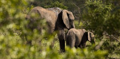 Africa’s elephants have been in dramatic decline for 50 years. What can be done to save them – new study