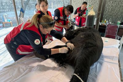 Rocky the bear rescued from abuse in Pakistan’s east and relocated to capital for medical treatment