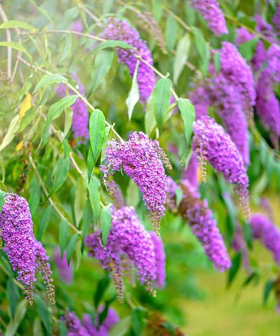 6 plants to prune in spring – cut back these shrubs and perennials at the right time in 2025 for brilliant borders this year