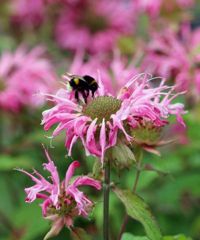 How to grow bee balm – and discover why generations of gardeners have added this brilliant herb to their plot for colour, scent, and pollinators