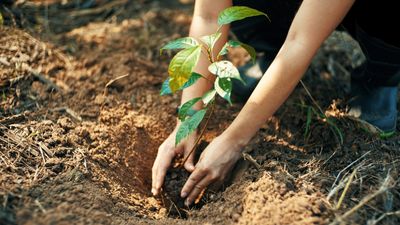 How to plant a Miyawaki forest – and create a beautiful micro woodland in your own backyard