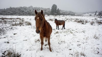 Aerial shooting ends after thousands of brumbies culled