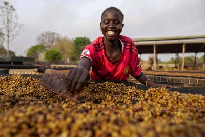 As warming climate hammers coffee crops, South Sudan tests a tougher species