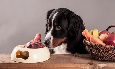 Strangest supermarket substitutions include dog treats instead of steak, poll shows