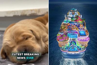 Meet Royal Caribbean’s cutest crew member – its new chief dog officer