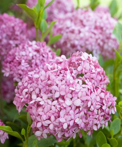 Best hydrangeas for small spaces – 5 floral shrubs that will transform compact yards