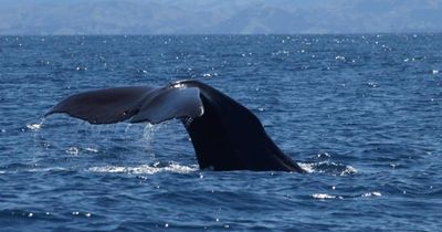 Whale entangled in ropes off Skye stranded on island shore