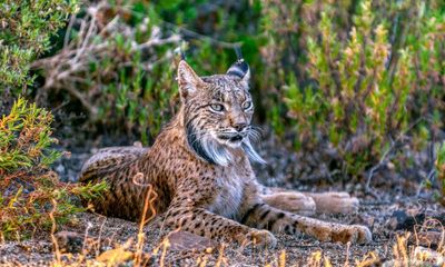 Spain’s rewilding of Iberian lynx at risk after lobbying by hunters and farmers