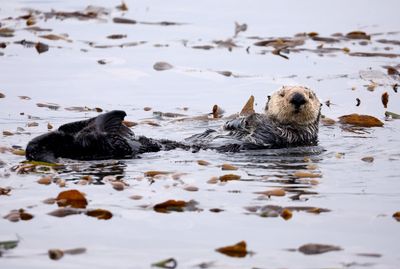 Sea otters help recover the kelp forests they depend on. Now scientists know how