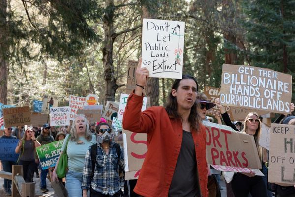 Trump orders swathes of US forests to be cut down for timber