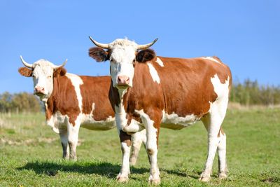 Live Cattle Insiders Are Speaking – Are You Listening?