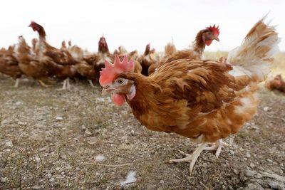 China slaps extra tariffs of up to 15% on imports of major US farm exports, including soy and beef