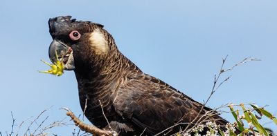 Environment Minister Tanya Plibersek has been taken to court over 11 threatened species. Here’s why