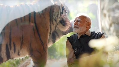 High-fives with lions, walks with zebras. Is it Tarzan? No, it’s PM Modi in Vantara