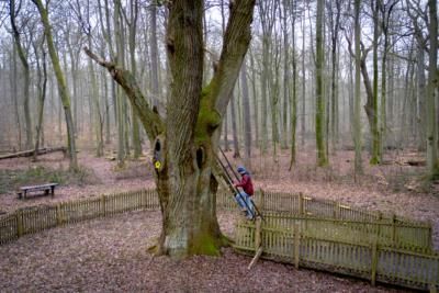 Bridegroom's Oak: Love Letters Lead To Lasting Relationships
