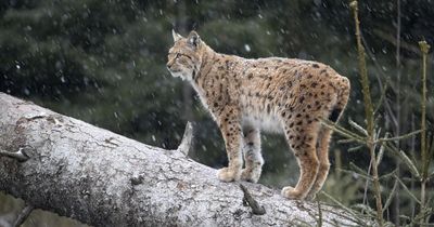 'Lynx' spotted in southern Scotland sparking official search