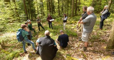 'Valuable lessons': Experts explore Swiss-style lynx reintroduction in Scotland