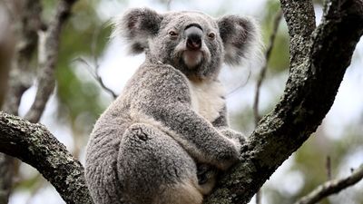 Fears of reduction in promised koala park coming 'soon'