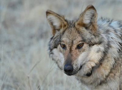 More endangered Mexican gray wolves are roaming the southwestern US, annual survey shows