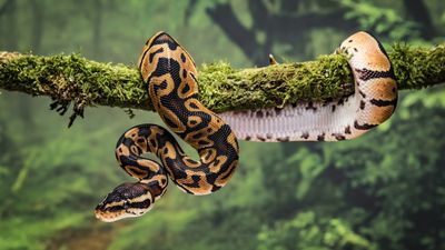 Snakes: Facts about one of the most iconic creatures in animal hiss-tory