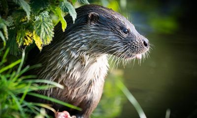 Country diary: The circle of life, otter-style, during a watery week on the downs