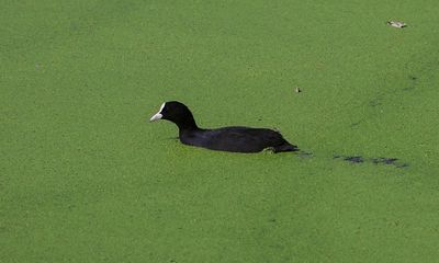 Fast-growing duckweed can go from garden menace to nutritional dish