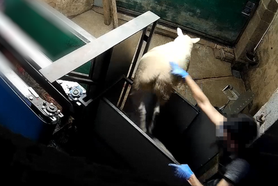 Slaughterhouse staff played wolf sounds to sheep and ‘inflicted immense pain, fear and distress’