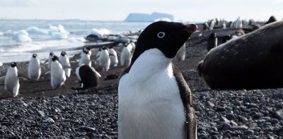 DNA detectives in Antarctica: probing 6,000 years of penguin poo for clues to the past