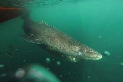 Scientists finally find how Greenland sharks live cancer-free for centuries