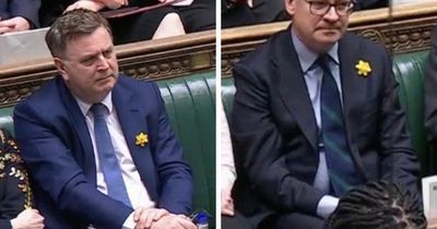 Why are MPs wearing daffodils at PMQs?