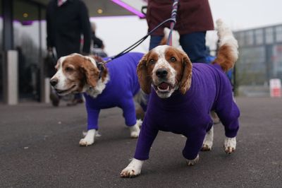 Crufts 2025: meet the entrants and discover prize details