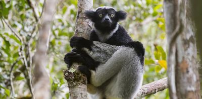 Madagascar’s lemurs live with the threat of cyclones – has this shaped their behaviour?