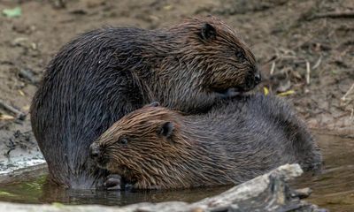 ‘I feel real hope’: historic beaver release marks conservation milestone in England