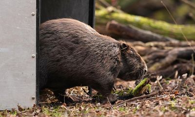 Why are beavers being released into England’s rivers? What you need to know