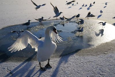 Will the UK be affected by polar vortex collapse? Cold snap developing, expert warns