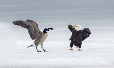 Canada goose fights off bald eagle in rare, symbolism-laden battle on ice