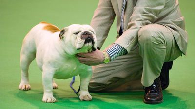 Mandatory health testing for flat-faced dogs introduced at Crufts for first time with non-invasive breathing assessment