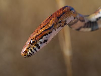 BBC Earth's new YouTube series is a gold mine for wildlife photographers – see the pros' gear, settings, and secrets!