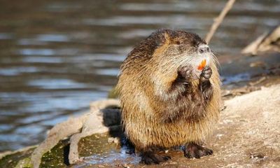 Rodent for dinner? US residents encouraged to eat invasive nutria