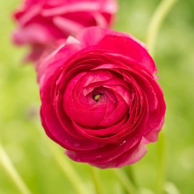 The best time to plant ranunculus if you want a garden border full of vibrant blooms