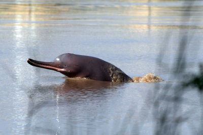 Alarm as census finds just three Indus river dolphins left in India