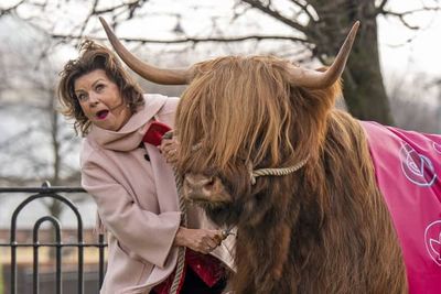 Elaine C Smith grazes cattle on Glasgow Green to mark Freedom of City honour