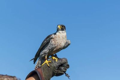 Government backs end to licensed ‘wild take’ of birds of prey for falconry