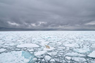 World's Sea Ice Cover Hits Record Low In February